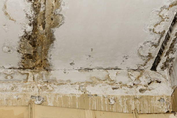 Rexburg, ID Mold Removal Company