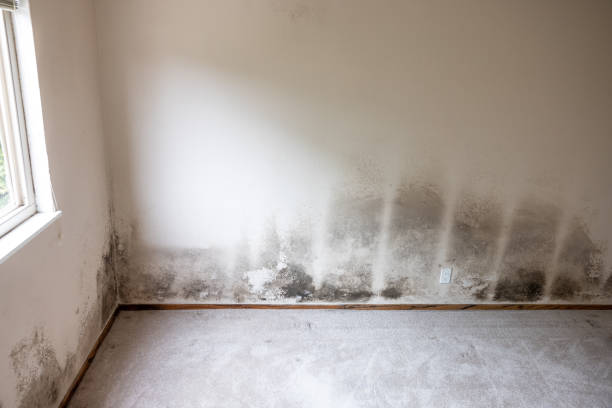 Mold Remediation for Rental Properties in Rexburg, ID